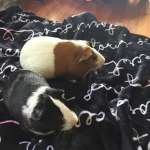 Guinea Pig Clan