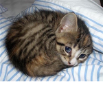 Kitten cuteness