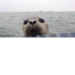 The Great Seal Group