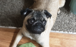 Muichiro and pug fans!!