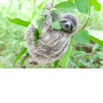 sloth group5