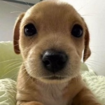 ¡cy