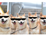 Doggo gang empire