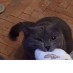 Cats}