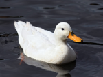 Ducky Overlords