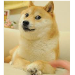 The Doge group for everybody!