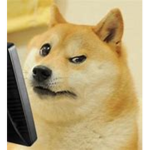 doge deving group