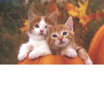 Pumpkinzz<3