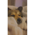 Delightful Paws