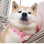 pooa