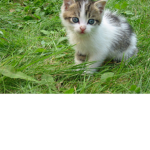 Kitty fwiends