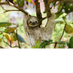 Cool sloth fan group