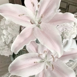 ⋆˚࿔
