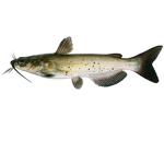 The catfish army