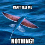 Flying fishy’s