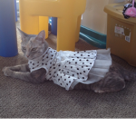 catsssssssssssssssssssssss
