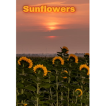 Happy Sunflower vibe