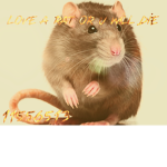 Love a rat or you will die