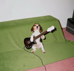Belgian N'Paws