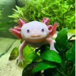 Da Royal Axolotls
