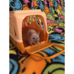 Peanut The Mouse