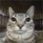 -SILLY BILLY CATS-