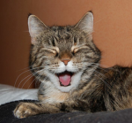 The Lords of CATS