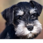 Team Mini Schnauzers