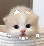 Cooa_