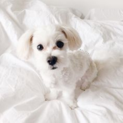 .-*White Aesthetic*-. (Cute puppy.) Roblox decal