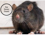 The Rat Sewer Guard
