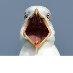 Seagull Rat army :>
