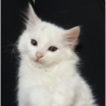 sweet cats <3