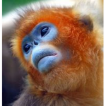 the sus monkeys