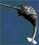 Narwhal Fan Club