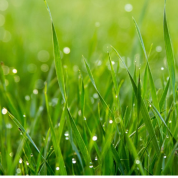 Touch Grass Simulator