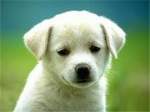 The Animal Lovers Group