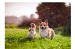 Join if you like/love pets!