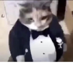 Kitten Mafia