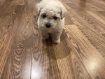 Take a look at this dog