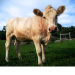 CoWs ArE fRiEnDs NoT fOoD