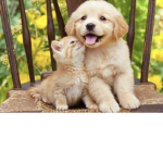 Cute dogs and cats only