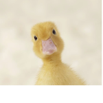 Ducks are very pro