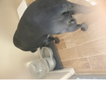 Remi dog