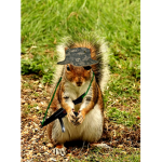 Squirrels Republic