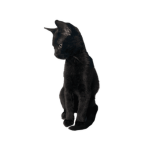 The Official Roblox Server
