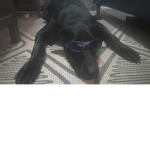 Offlcial DogGaming Group