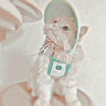 •Mʏ Pɪɴᴋ Bᴜᴛᴛᴇʀғʟʏs.