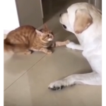 Kam& jakub