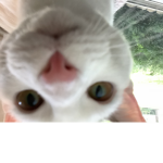 I like cats a lot!!!!!!!